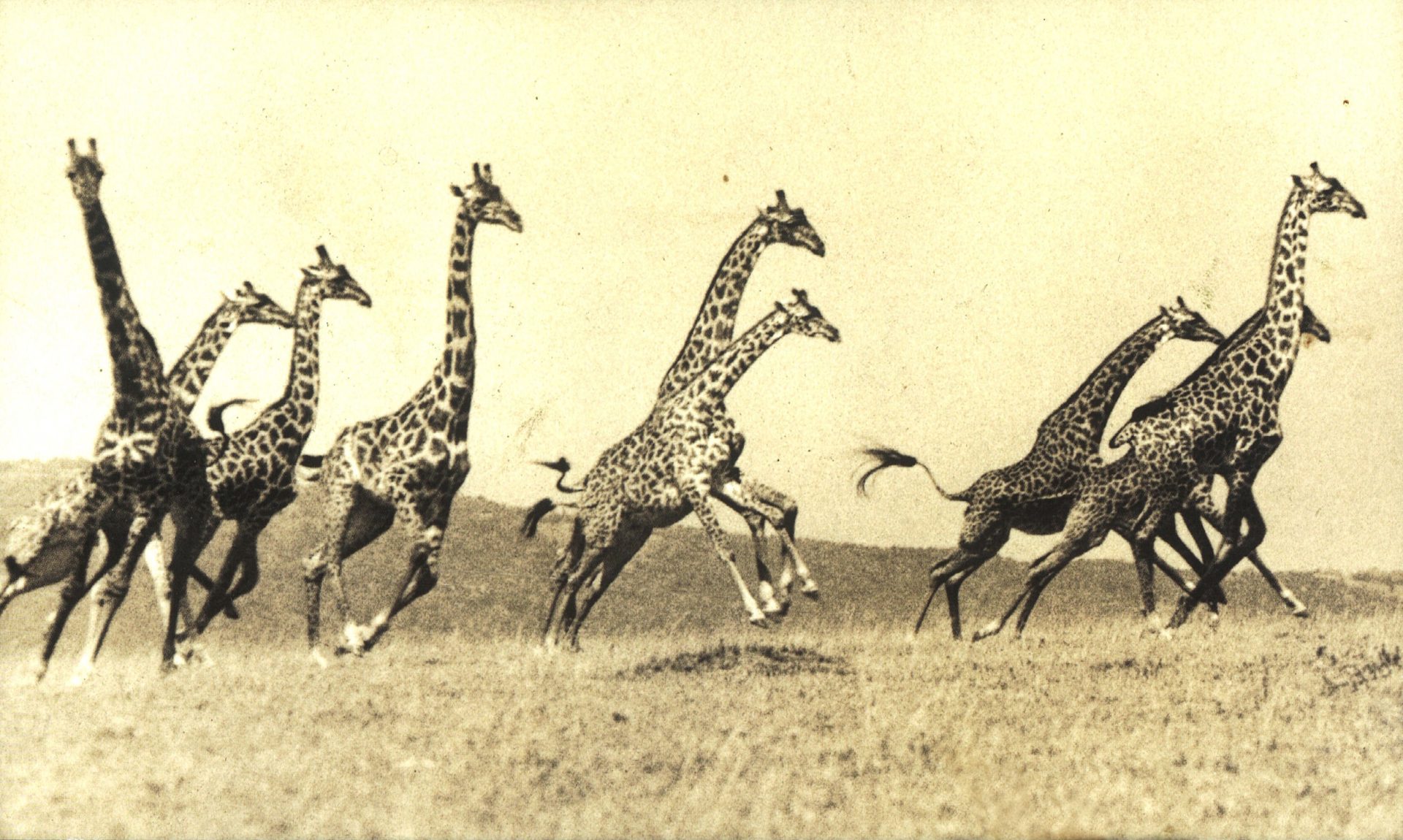 giraffe