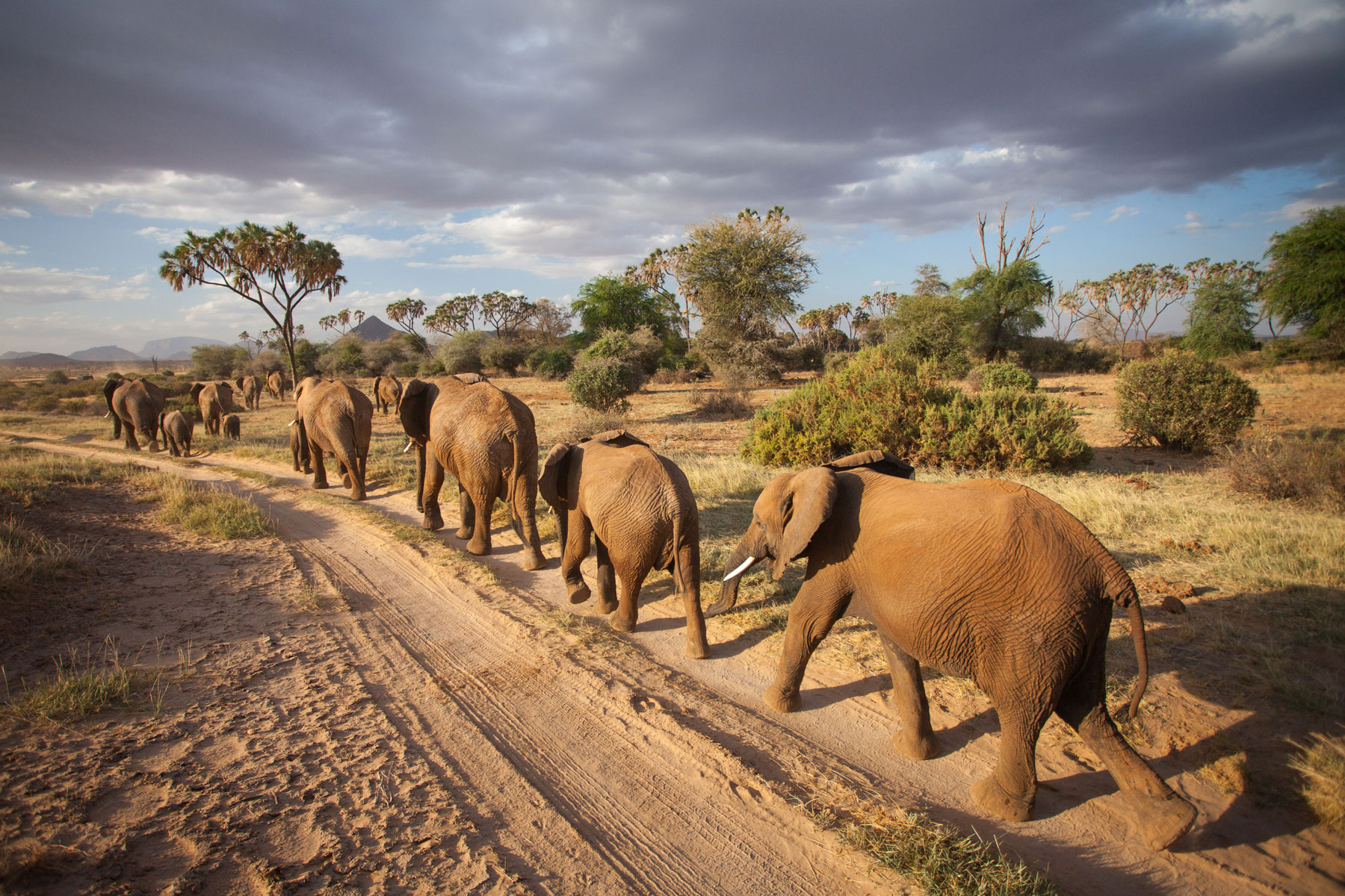 Hero-Header-LGRforSFG-Maurice-Schutgens_Elephant_Herd_8711